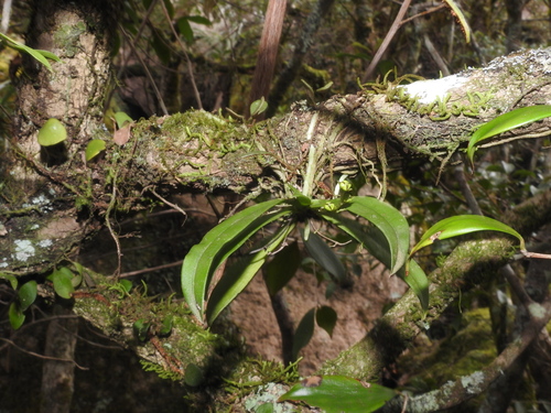 Sarcochilus falcatus, photograph 3