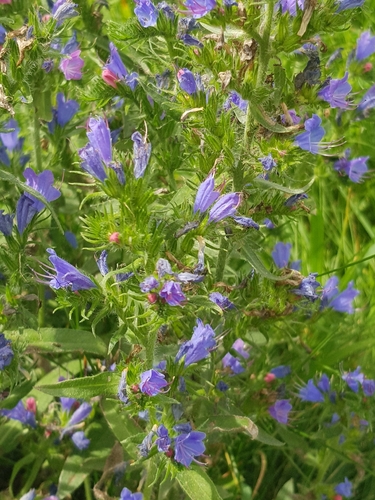 viper's-bugloss