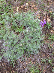 Lupinus albifrons collinus