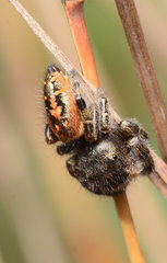 Phidippus texanus