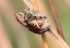 Phidippus texanus