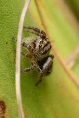 Phidippus carolinensis