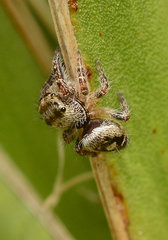 Phidippus carolinensis