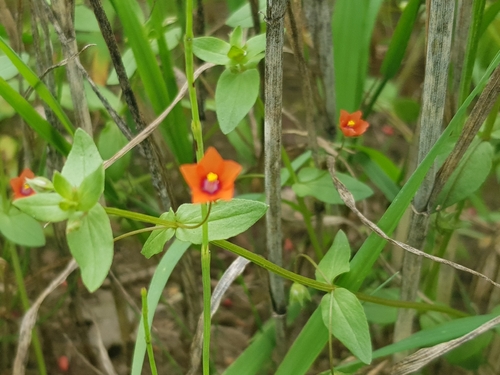 scarlet pimpernel