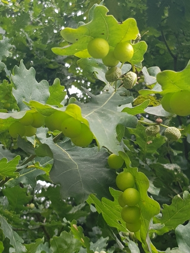 Cherry Gall Wasp