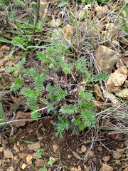 Acaena pinnatifida californica