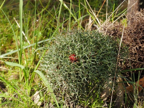 Horny Cone-bush