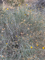 Bebbia juncea, photograph (c) Dan Scali, some rights reserved (CC BY)
