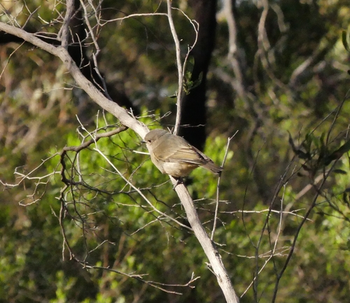 Golden Whistler
