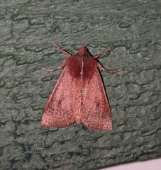 Orthosia transparens