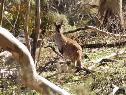 Western Grey Kangaroo