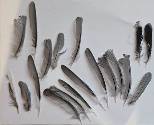 Plume de Sittelle torchepot