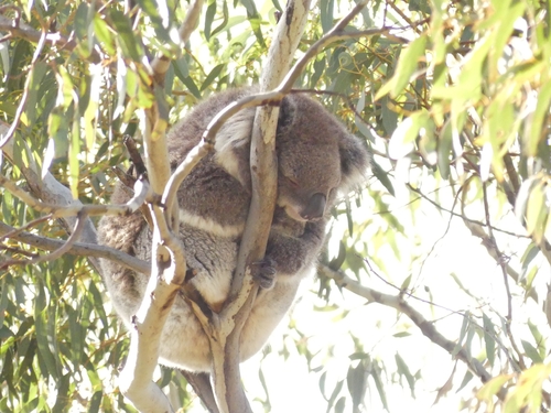 Koala
