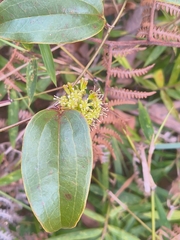 Smilax anceps