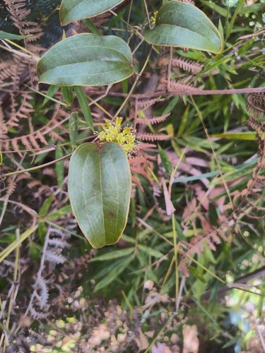 Smilax anceps, photograph 2