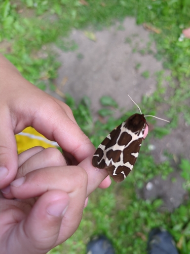 Garden Tiger