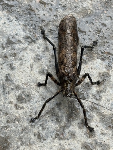 Tegra novaehollandiae