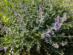 Nepeta racemosa