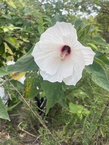 woolly rosemallow