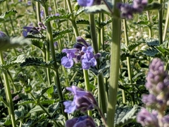 Nepeta racemosa