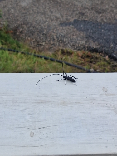Pine Sawyer Beetle