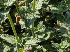 Nepeta racemosa