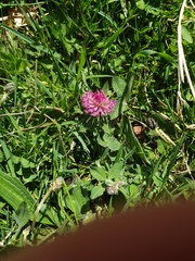 Trifolium pratense