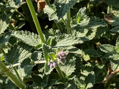Nepeta racemosa