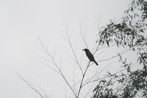 Great Barbet