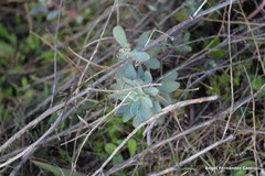 Euphorbia nicaeensis
