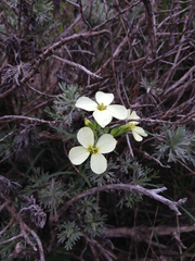 Erysimum franciscanum