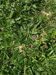 Plantago lanceolata