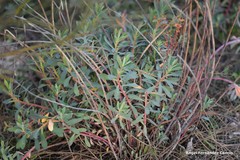 Euphorbia nicaeensis