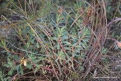 Euphorbia nicaeensis
