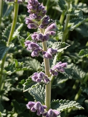 Nepeta racemosa
