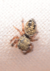 Phidippus carolinensis