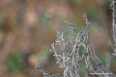Thymus lacaitae