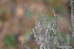 Thymus lacaitae
