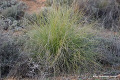 Macrochloa tenacissima