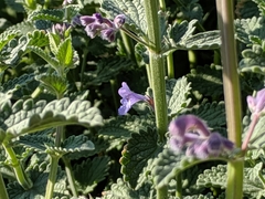 Nepeta racemosa