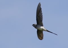 Hemiprocne coronata