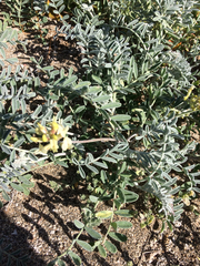 Astragalus miguelensis