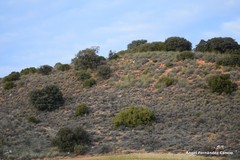 Macrochloa tenacissima