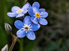 Myosotis