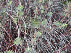 Euphorbia nicaeensis