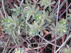 Euphorbia nicaeensis