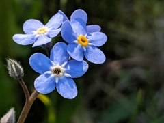 Myosotis