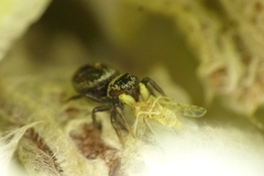 Heliophanus tribulosus