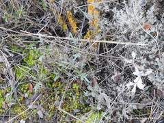 Centranthus calcitrapae