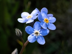 Myosotis